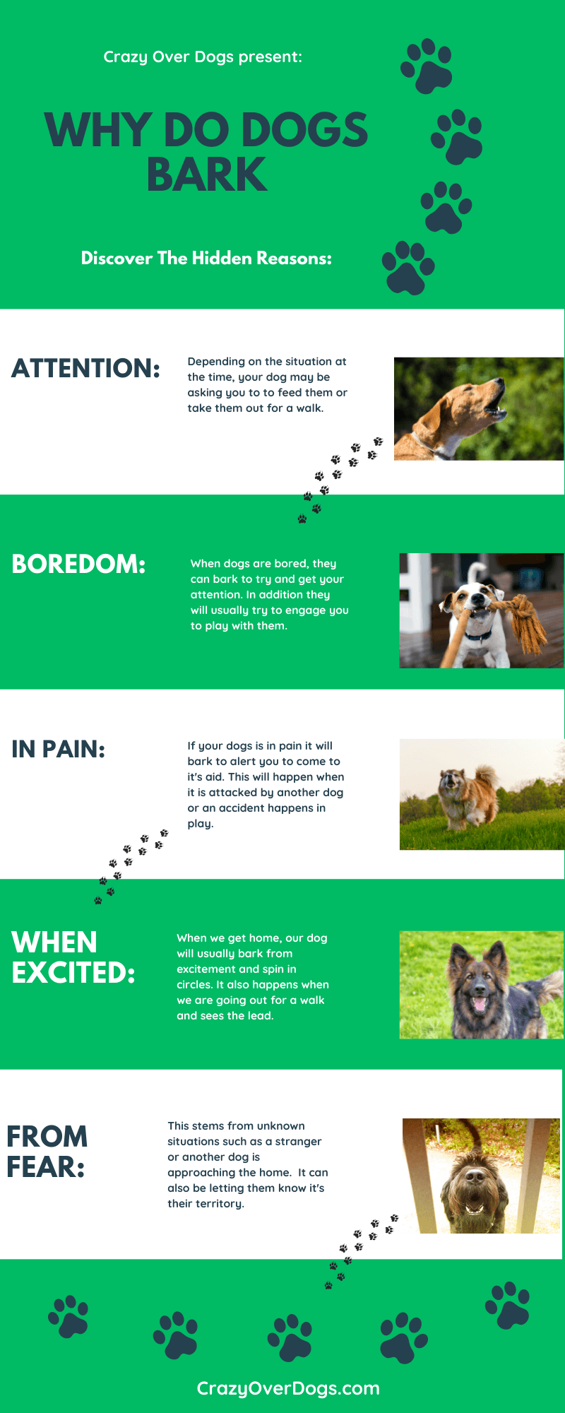 why do dogs bark infographic