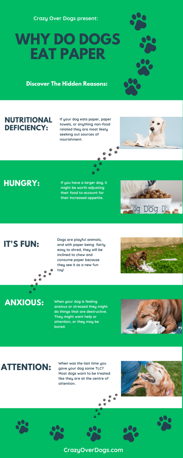 Why Do Dogs Eat Paper Infographic Crazy Over Dogs