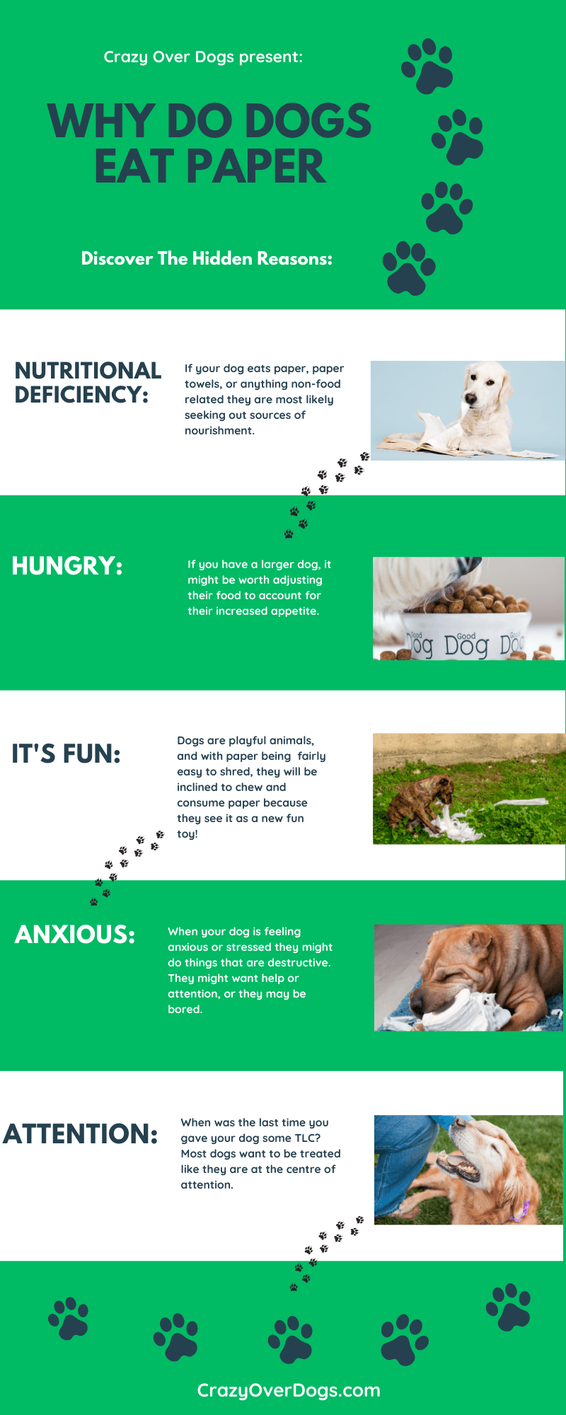 Why Do Dogs Eat Paper Infographic