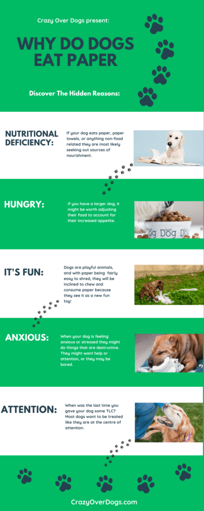 why do dogs eat paper infographic