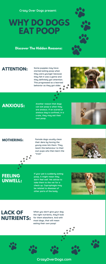 Why Do Dogs Eat Poop Infographic: