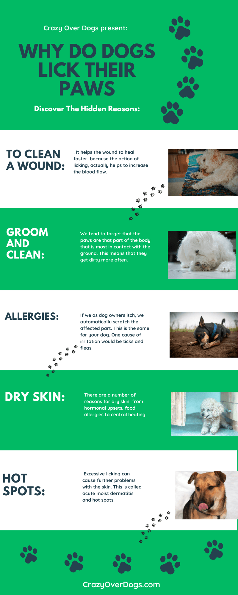 What Causes Dogs Lick To Their Paws Constantly (6 Reasons)