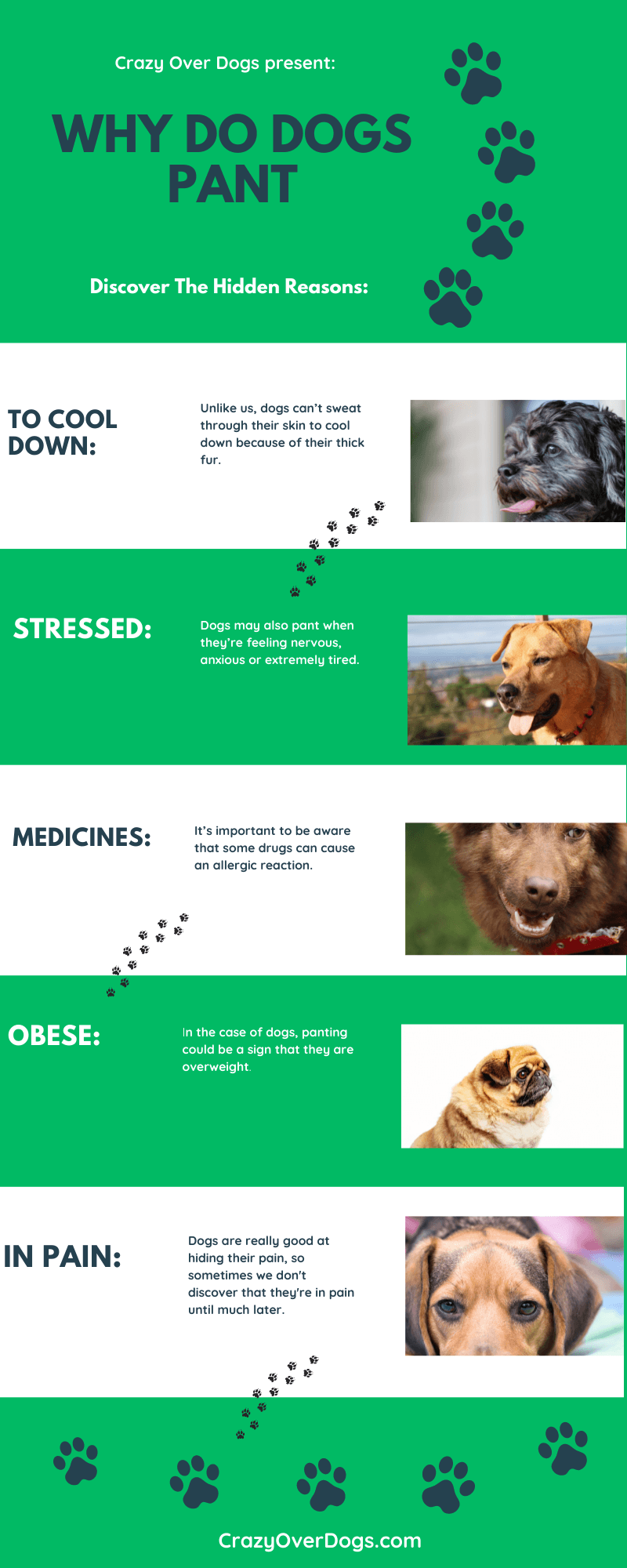 Why Do Dogs Pant Infographic