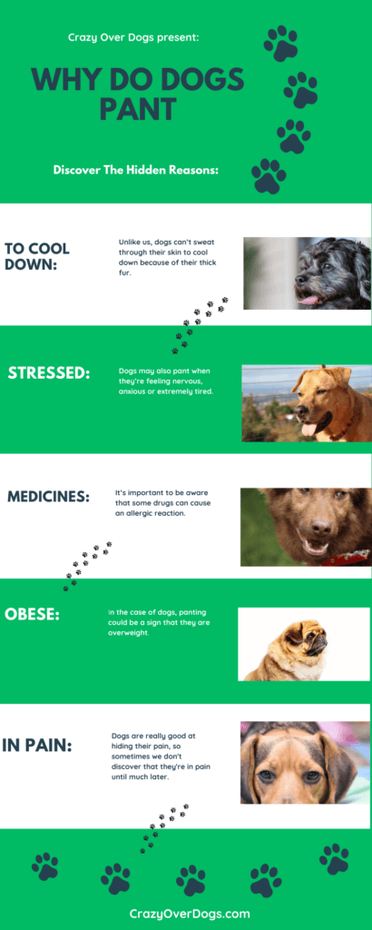 why do dogs pant infographic