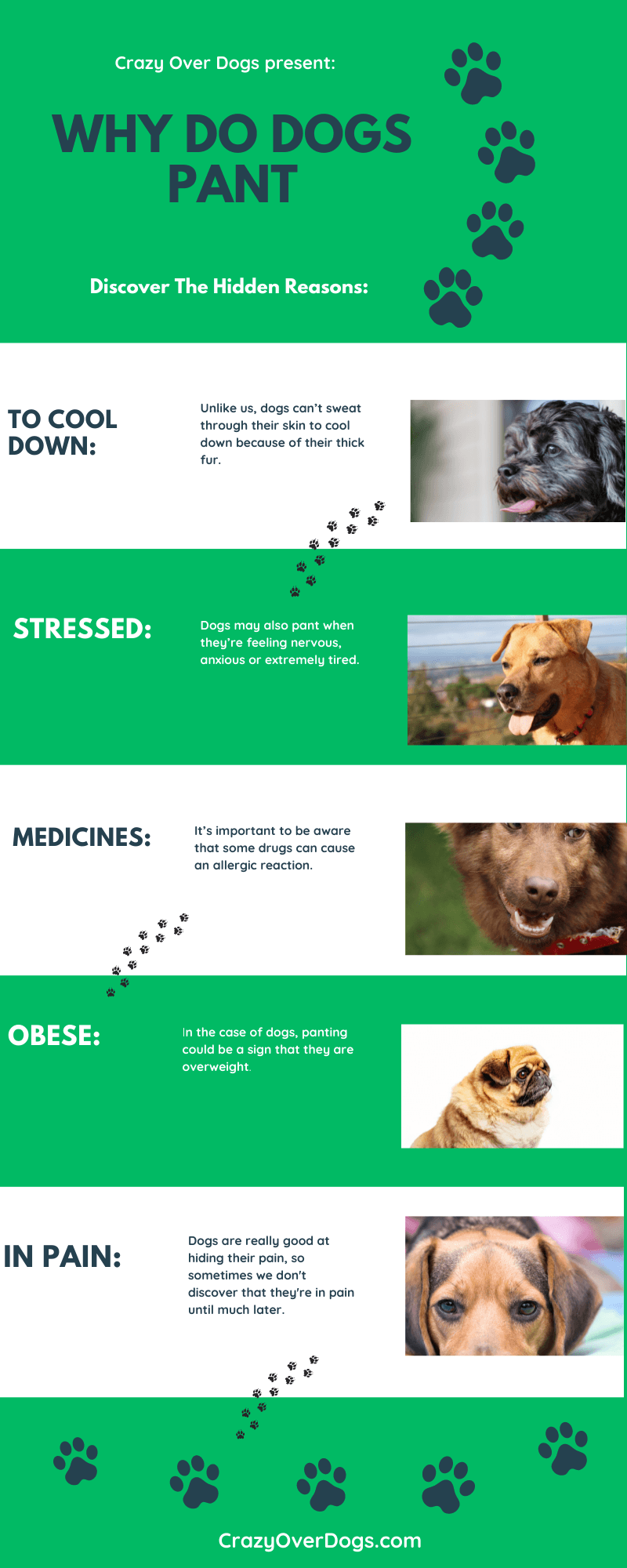 Why Do Dogs Pant In The Car Infographic Included   Why Do Dogs Pant Infographic 