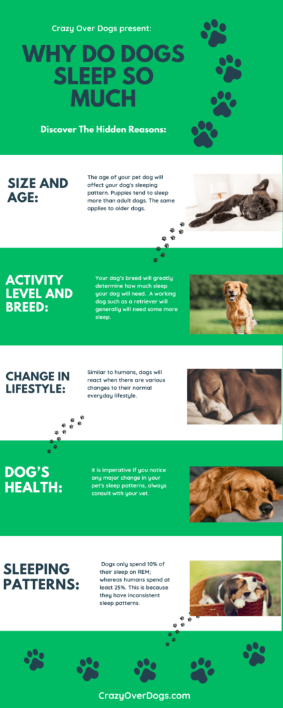 Infographic - Why Do Dogs Sleep So Much: