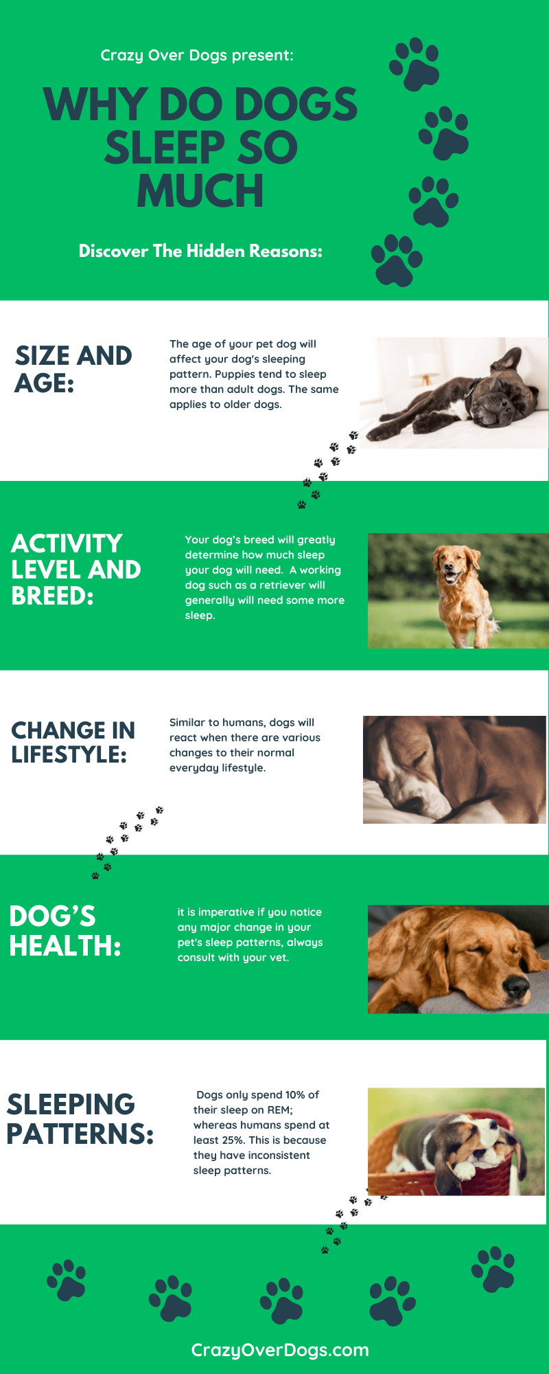 Why Do Dogs Sleep So Much Infographic