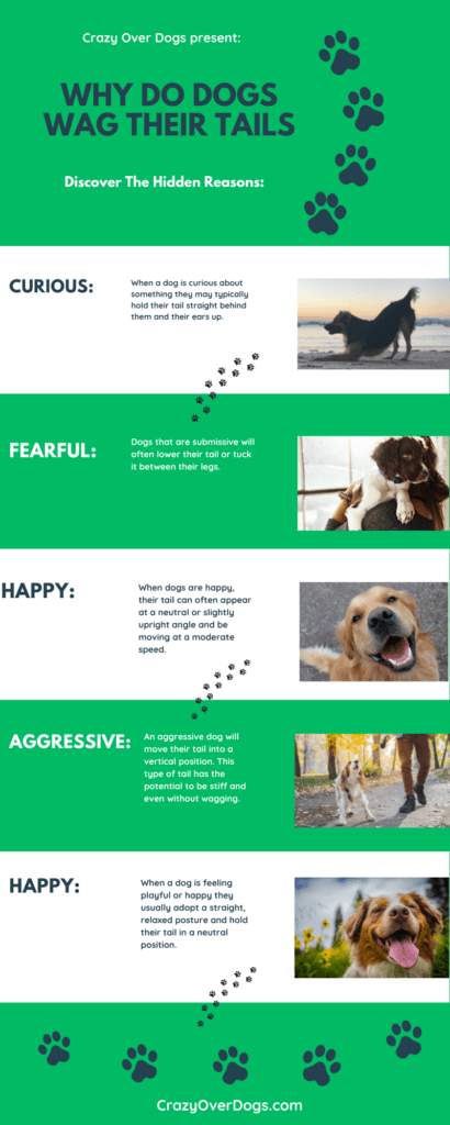 Why Do Dogs Do Wag Their Tails Infographic