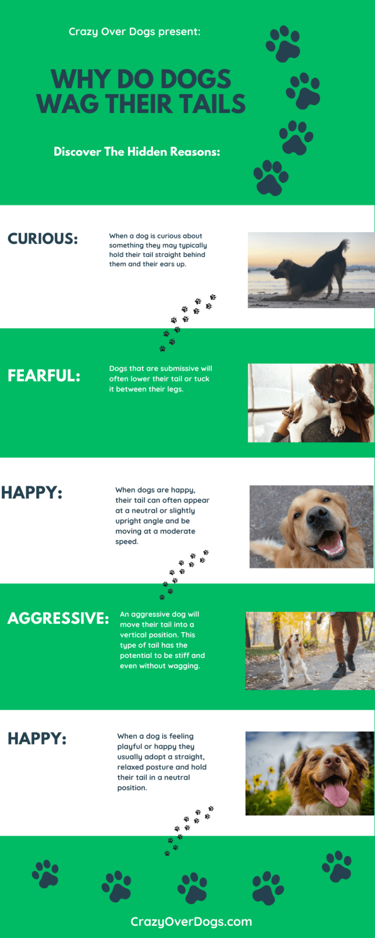 Why Do Dogs Wag Their Tails Infographic - Crazy Over Dogs