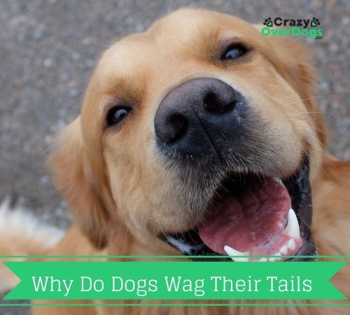 why do dogs wag their tails