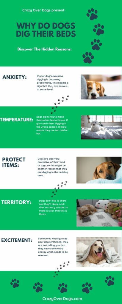 Why Do Dogs Dig Their Beds Infographic
