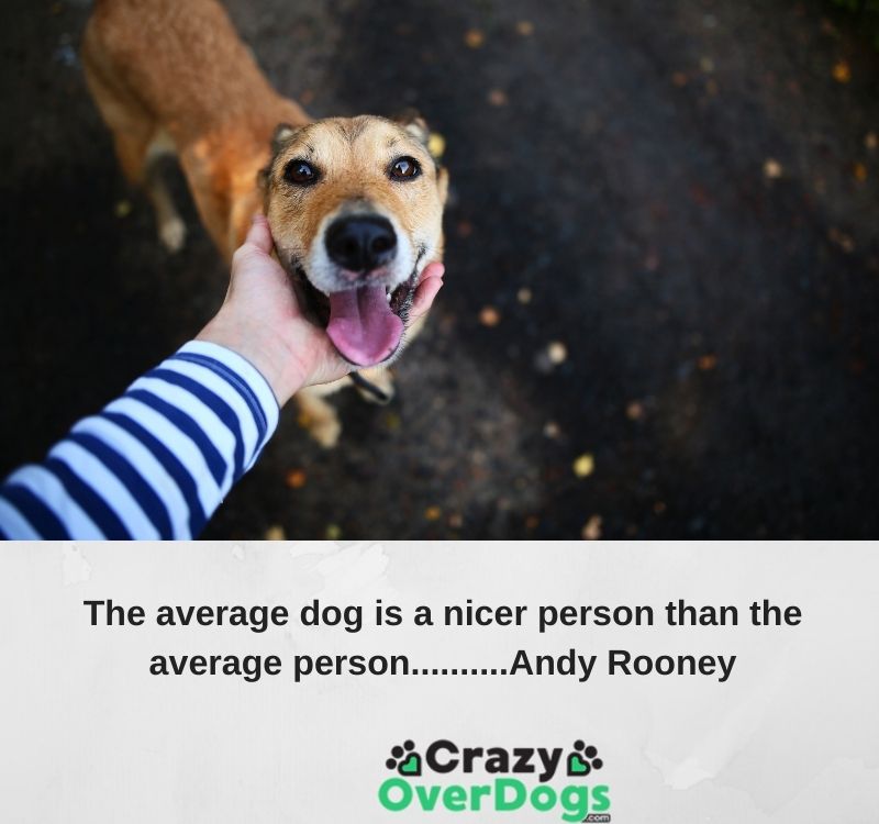 Andy Rooney dog quote