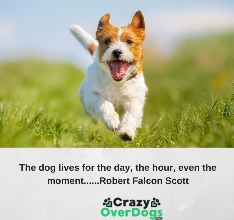 inspirational dog quote