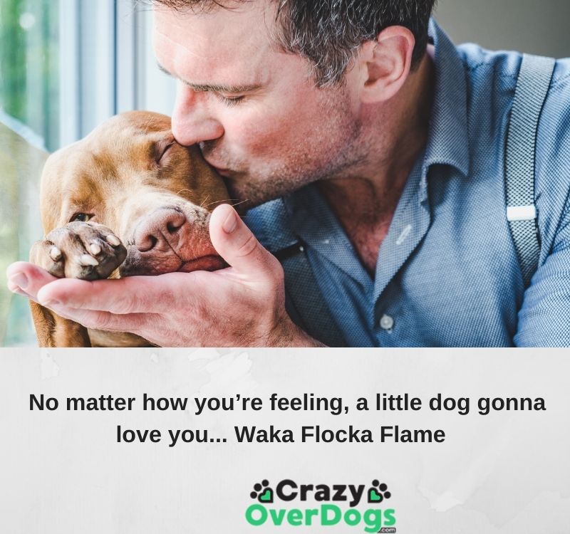 inspirational dog quote