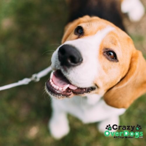 What Are The 7 Dog Breed Groups - beagle