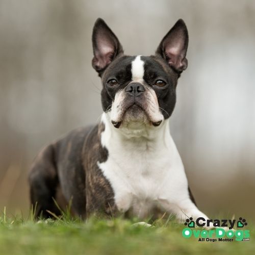 What Are The 7 Dog Breed Groups - Boston Terrier