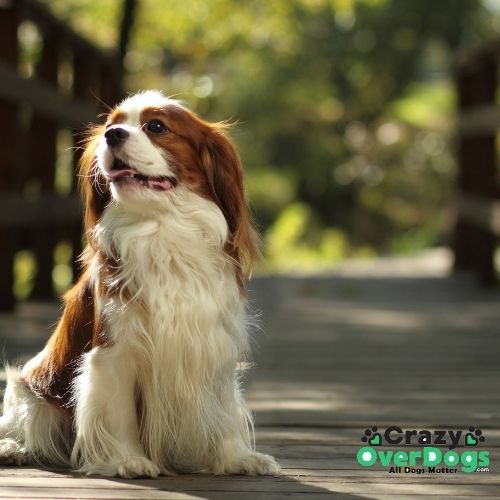 Which Dogs Shed The Least - Cavalier King Charles Spaniel