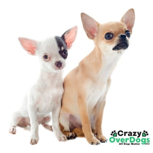 Chihuahuas - What Are The 7 Dog Breed Groups