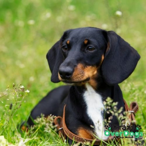 Which Dogs Shed The Least - Dachshund