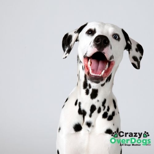 What Are The 7 Dog Breed Groups - Dalmation