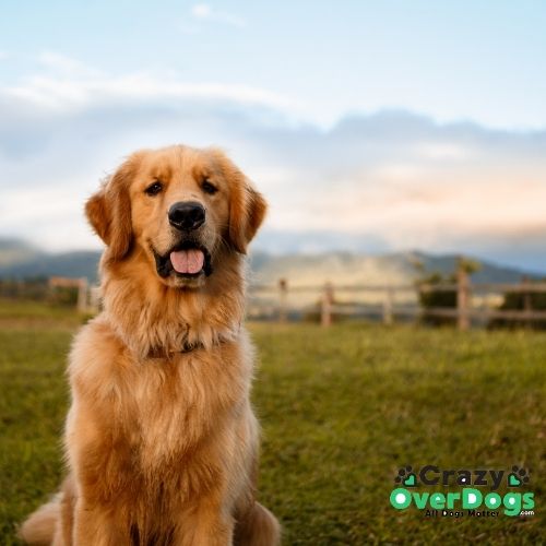 Golden Retriever - What Are The 7 Dog Breed Groups