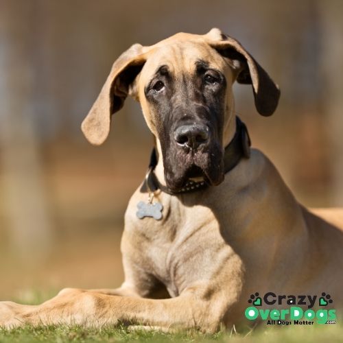 What Are The 7 Major Groups of Dogs - Great Dane