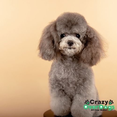 which dogs don't shed - Poodle