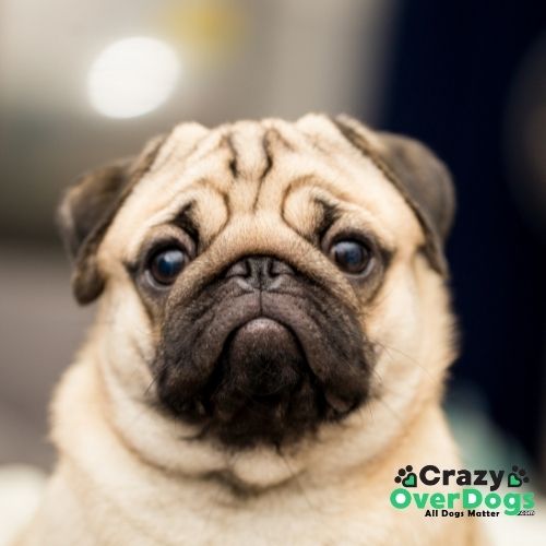Which Dogs Shed The Least - Pug