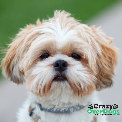 Which Dogs Shed The Least - Shih Tzu: