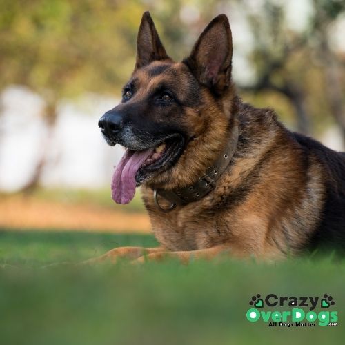 What Are The 7 Dog Breed Groups - German Shephard