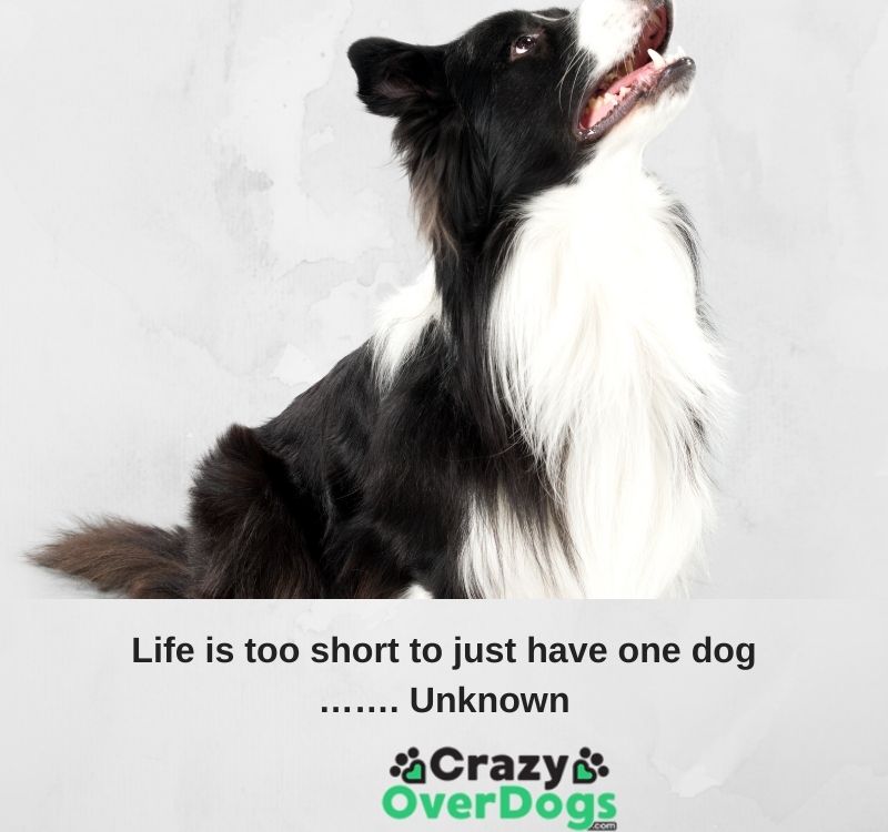 Inspirational Dog Quote For Dog Lovers 