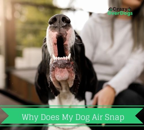 why does my dog air snap