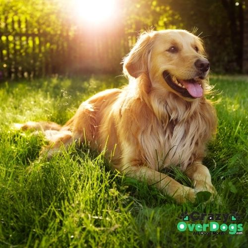 Crazy Over Dogs - Golden Retriever