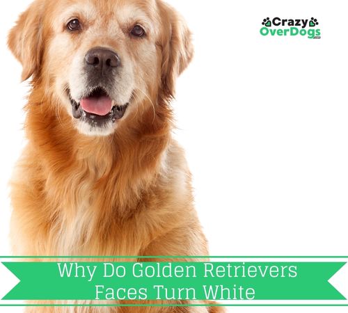Why Do Golden Retrievers Faces Turn White
