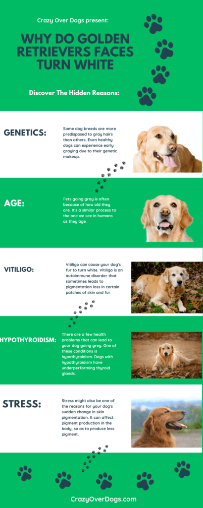 Why Do Golden Retrievers Faces Turn White Infographic