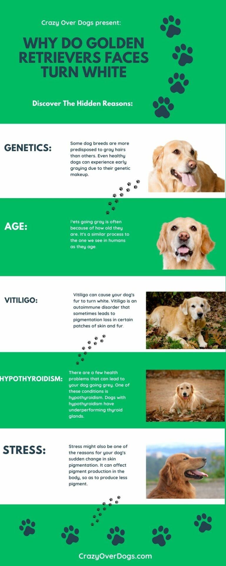 Why Do Golden Retrievers Faces Turn White (With Infographic)