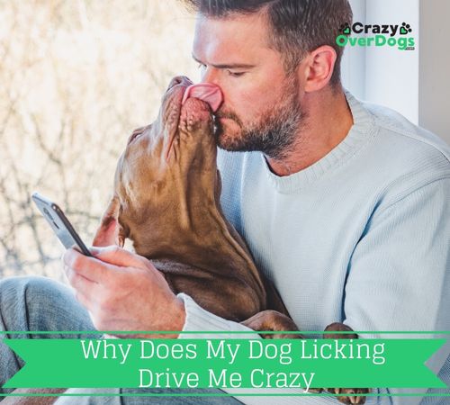 Why Does My Dog Licking Drive Me Crazy