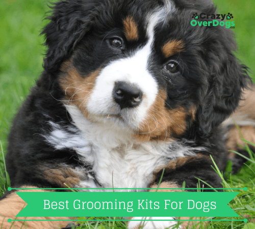 best grooming kits for dogs
